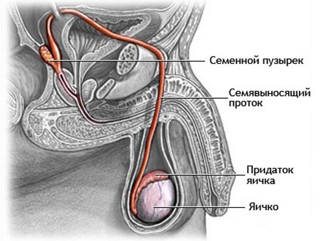 Орхоэпидидимит у мужчин - цены на лечение острого и хронического орхоэпидимита в клинике в Москве