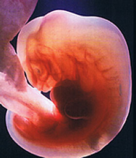 Развитие эмбриона по дням после ЭКО: стадии развития после переноса, рост, таблицы норм