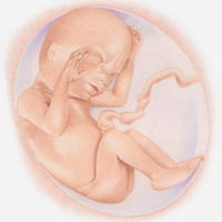 19 неделя беременности: размер и развитие плода - Счастливый ребёнок