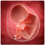 17 неделя беременности: размер и развитие плода - Счастливый ребёнок