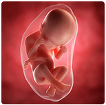 21,22,23,24 недели беременности: что происходит, развитие беременности и плода