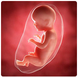 25 неделя беременности: ощущения, фото, описание, размеры плода, узи шевеления