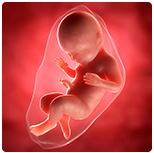 Нормальная беременность: 40 недель эмбриогенеза